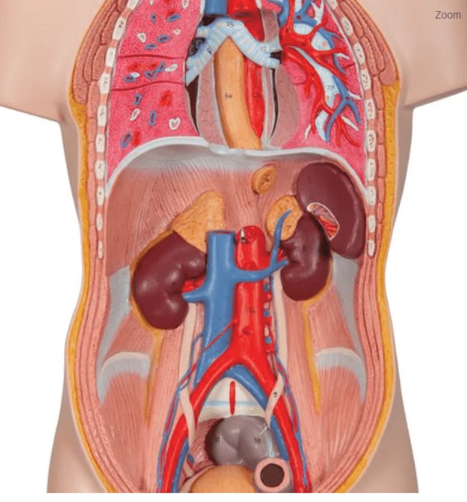 3B Scientific Modell Mini-Torso