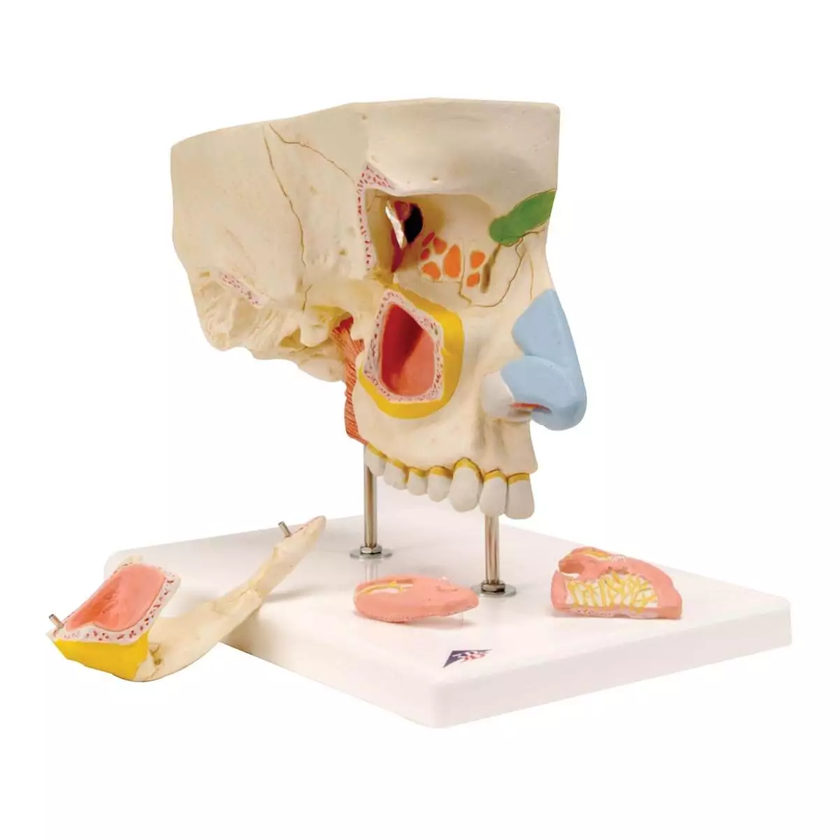 3B Scientific Nasenmodell