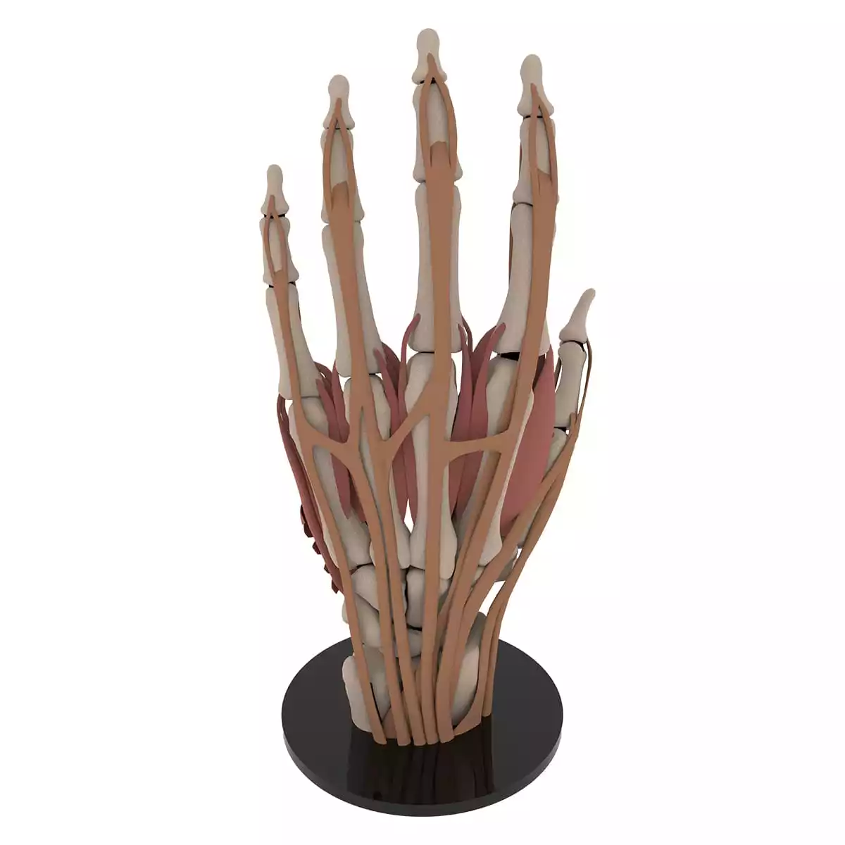 DocCheck Tools Anatomisches Hand-Modell "Manus"
