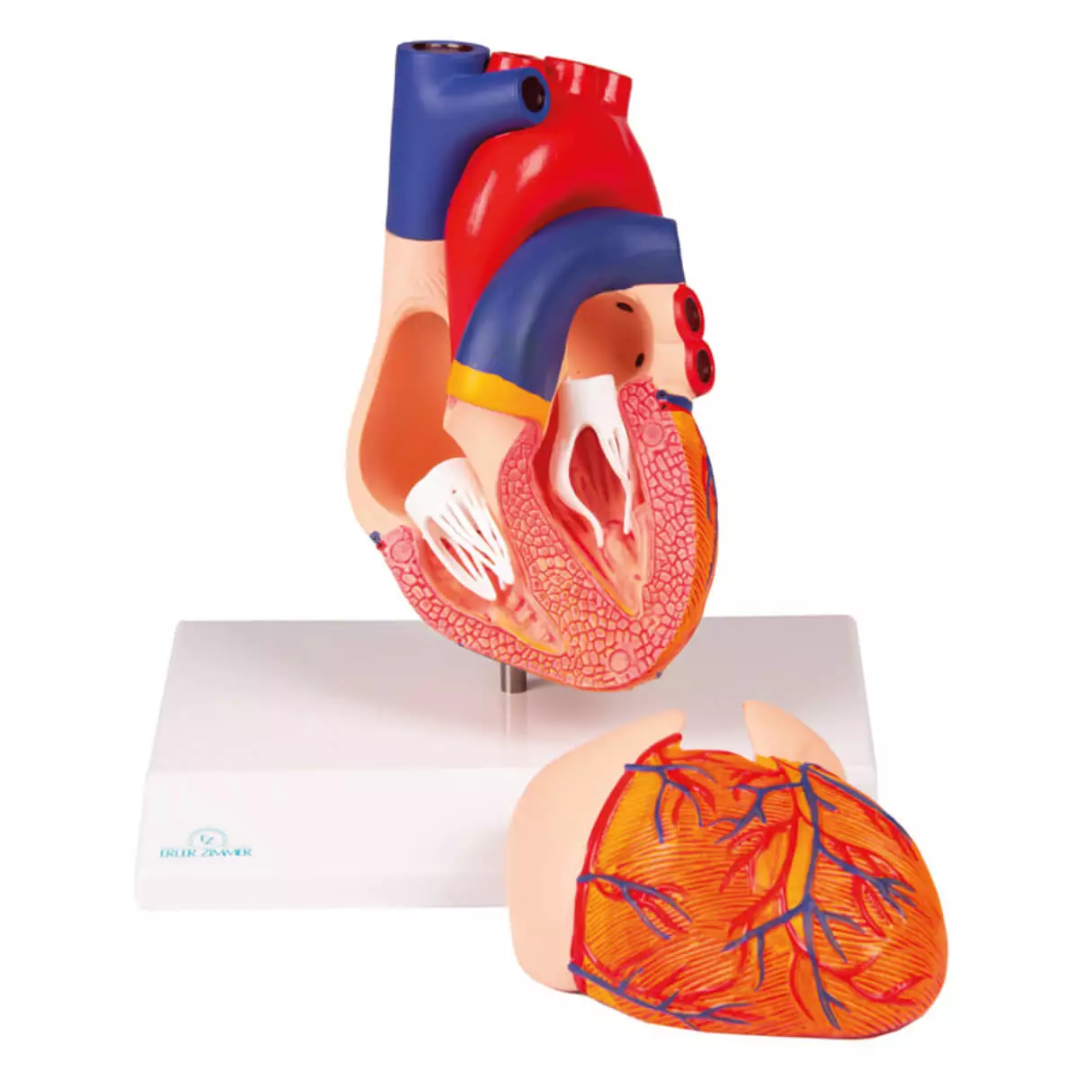 Erler-Zimmer Modell Herz für EZ Augmented Anatomy Lern App