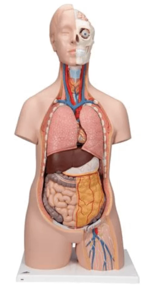 3B Scientific Modell Standard-Torso