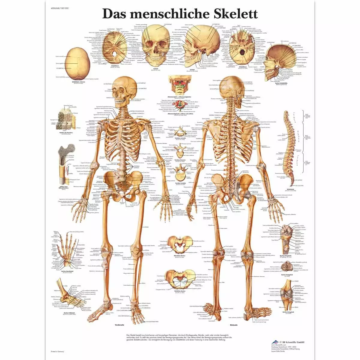 3B Scientific Lehrtafel – Das menschliche Skelett