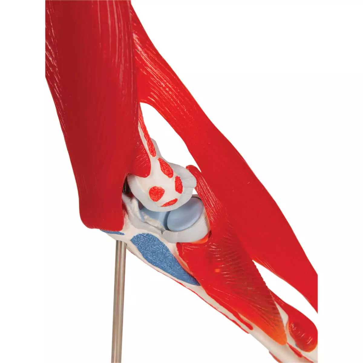 3B Scientific Ellenbogengelenkmodell