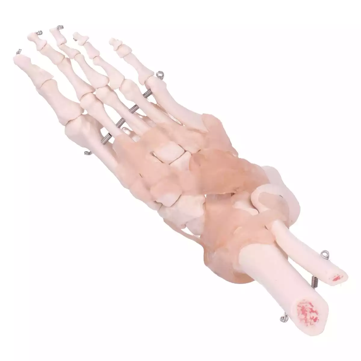 Dr. No Modell Anatomisches Fuß-Skelett