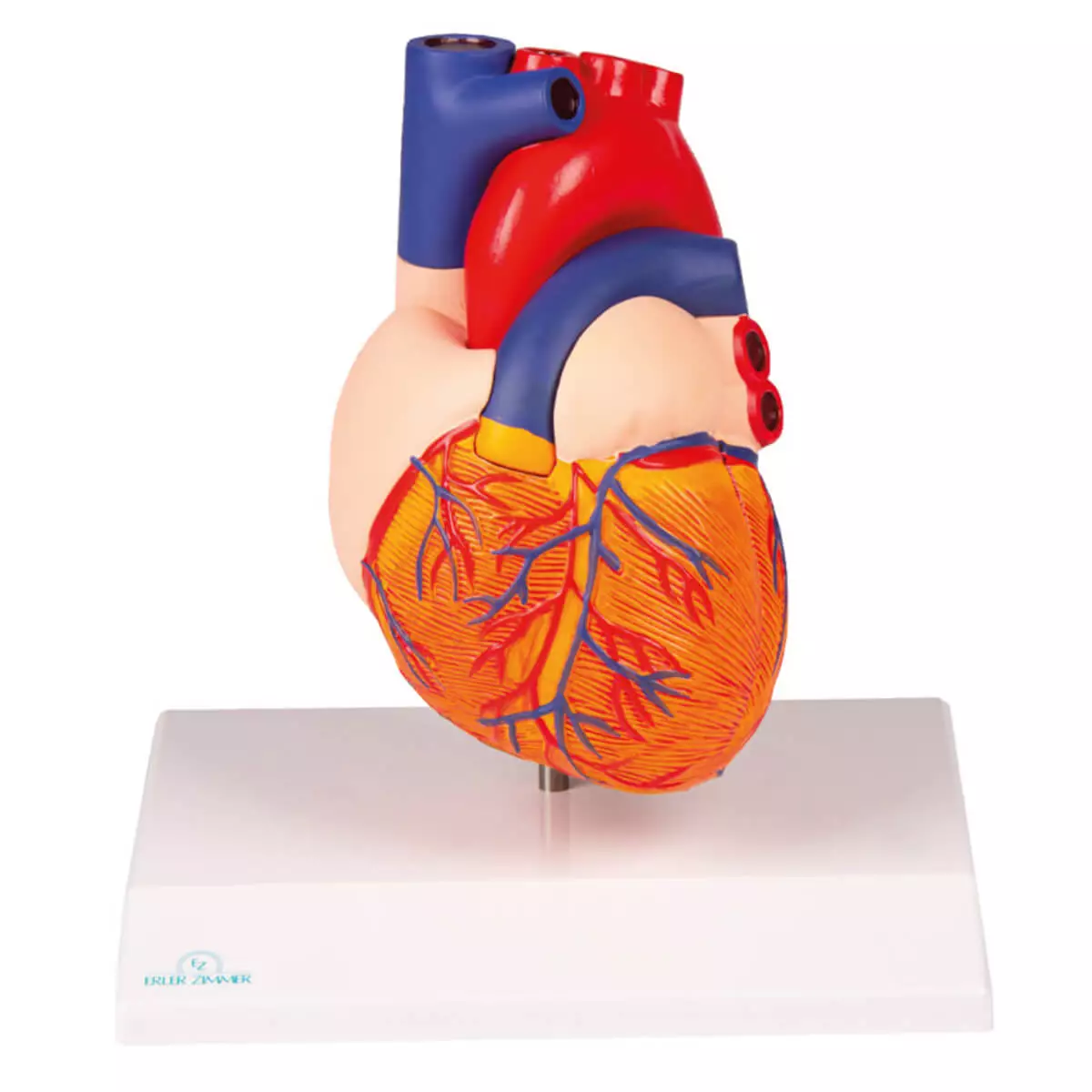 Erler-Zimmer Modell Herz für EZ Augmented Anatomy Lern App