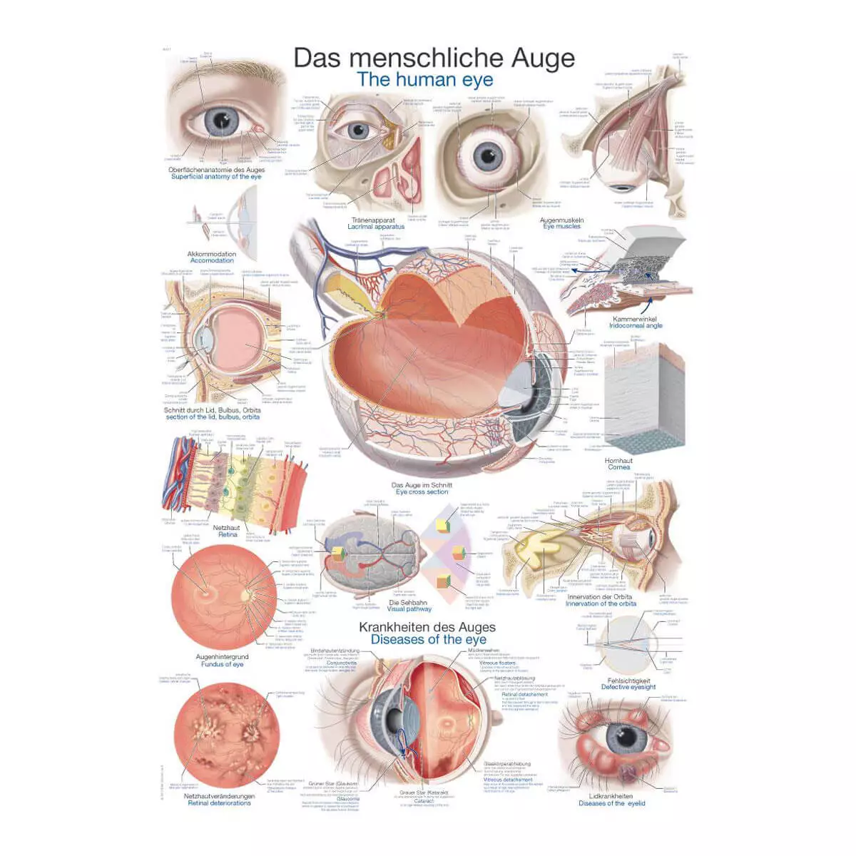Erler-Zimmer Lehrtafel – Das menschliche Auge