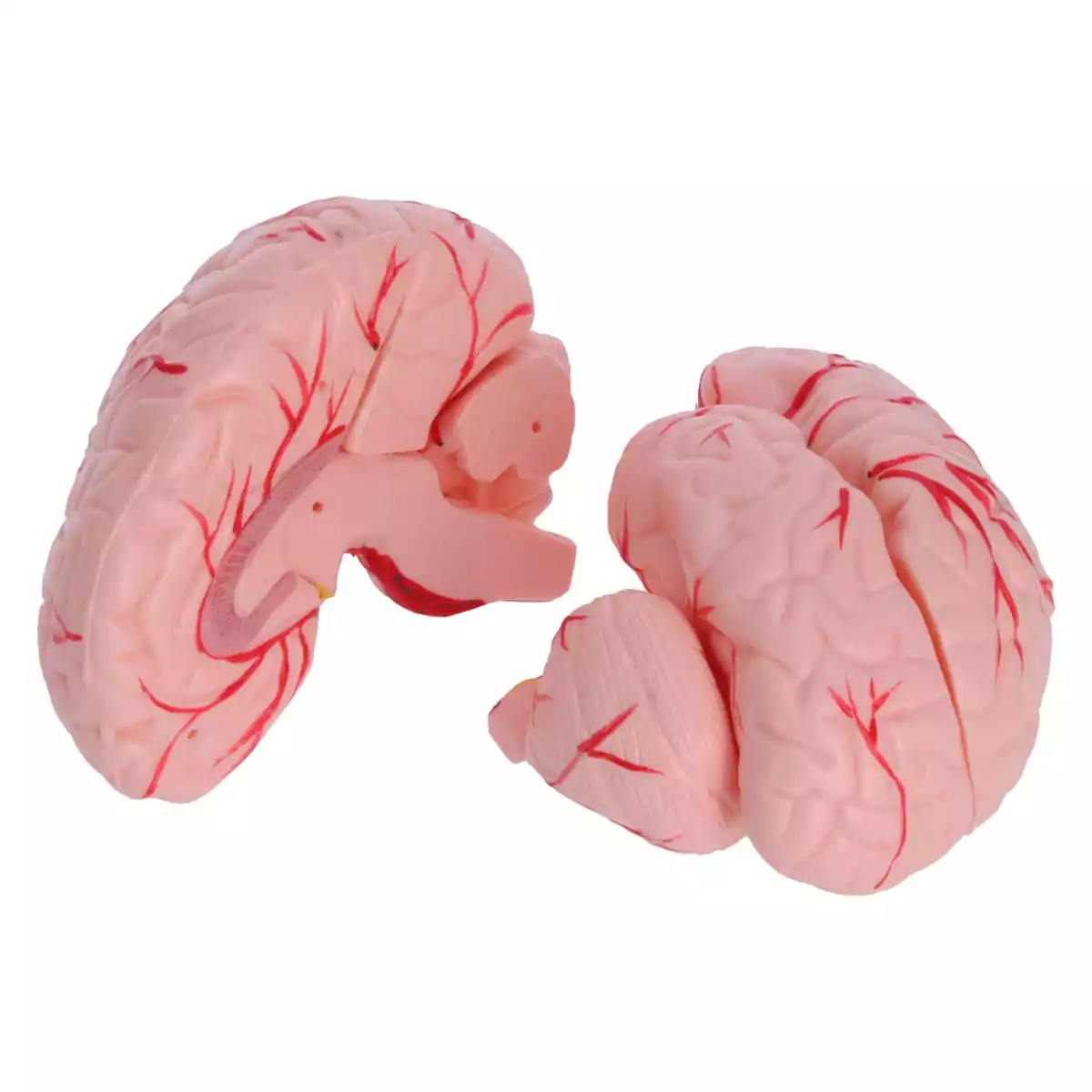 Dr. No Anatomisches Kopfmodell mit Gehirn