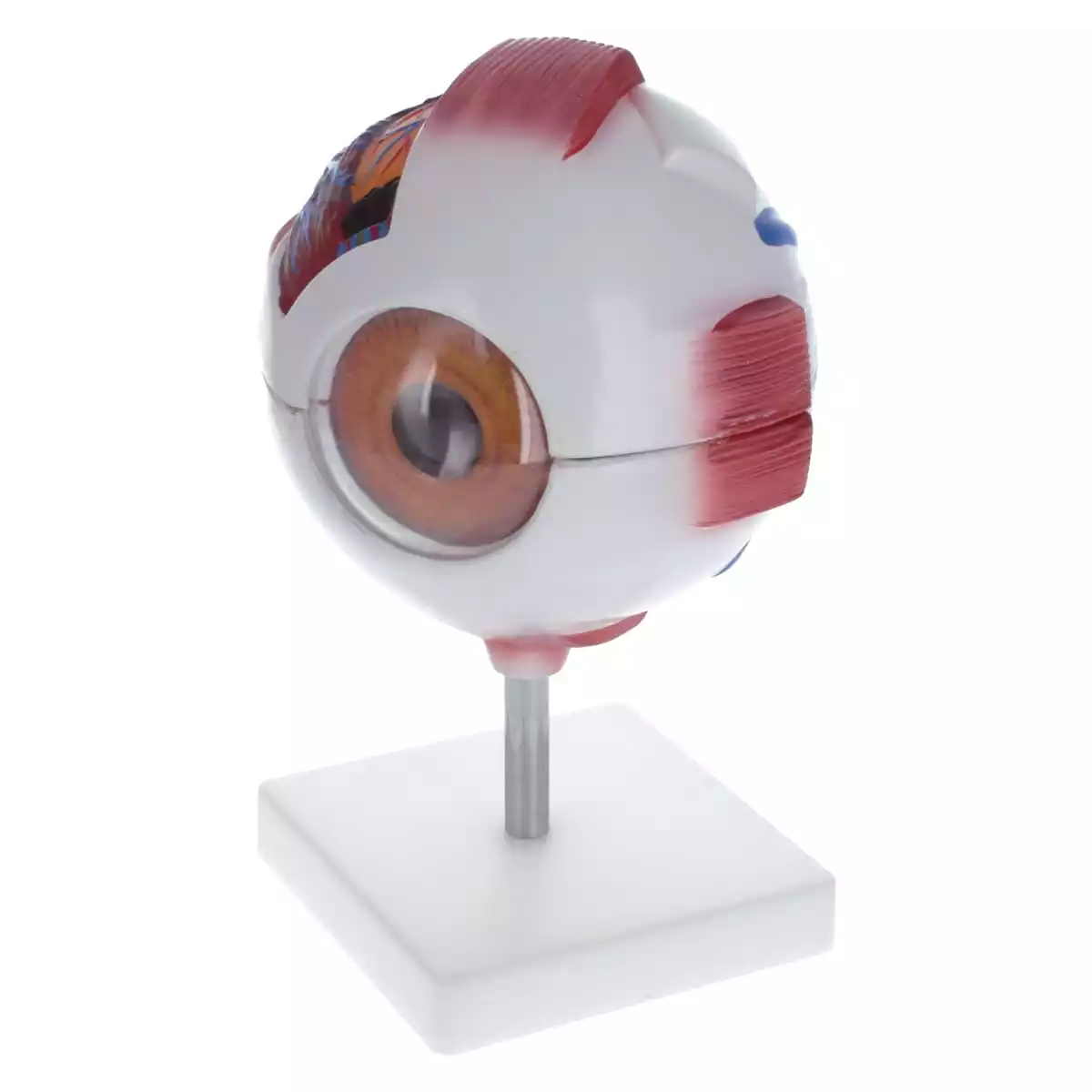 Dr. No Modell Anatomisches Auge