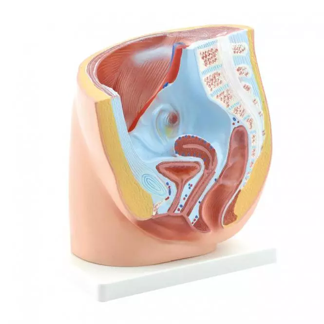 HeineScientific Modell Anatomisches Becken weiblich