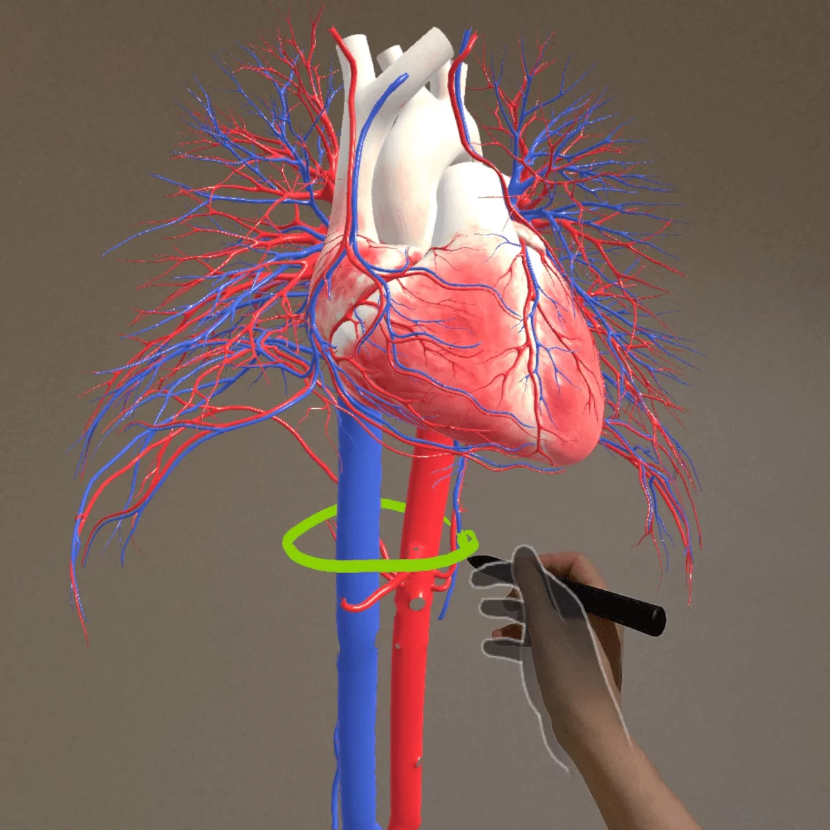 DocCheck Thïngs Mixed-Reality Anatomie-App "Corpus" für Meta Quest 3/3S DocCheck Thïngs Mixed-Reality Anatomie-App "Corpus" für Meta Quest 3/3S