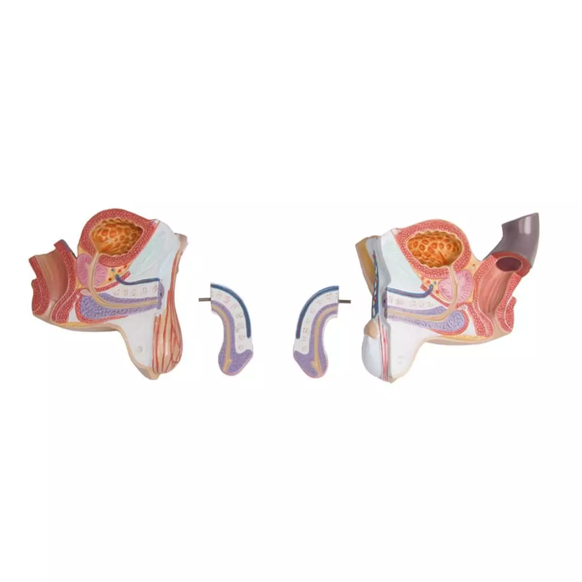 Erler-Zimmer Torso Modell mit geöffnetem Rücken