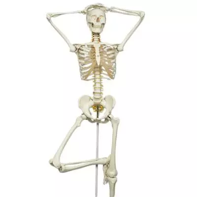 3B Scientific Skelett Fred