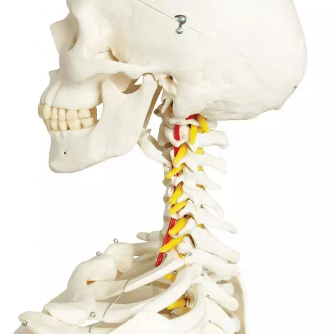 3B Scientific Skelett Fred