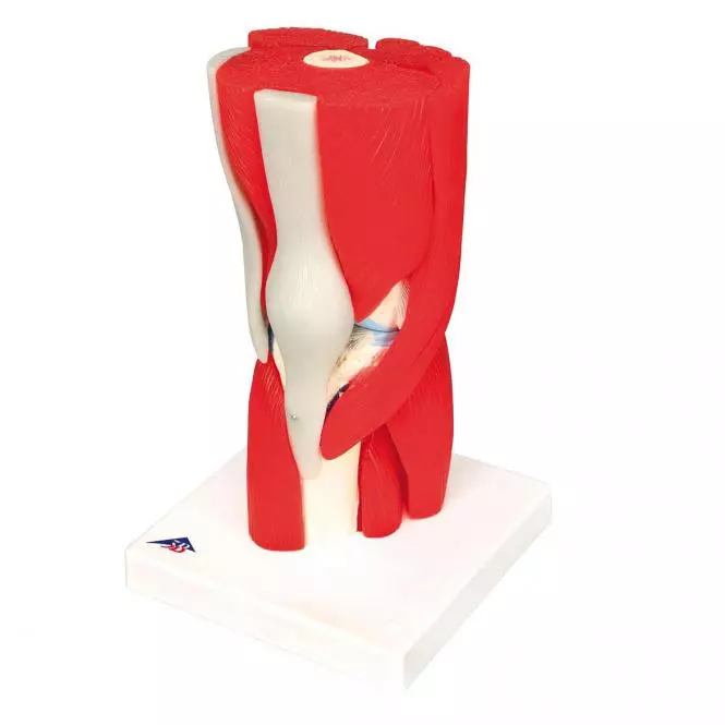 3B Scientific Modell Kniegelenk