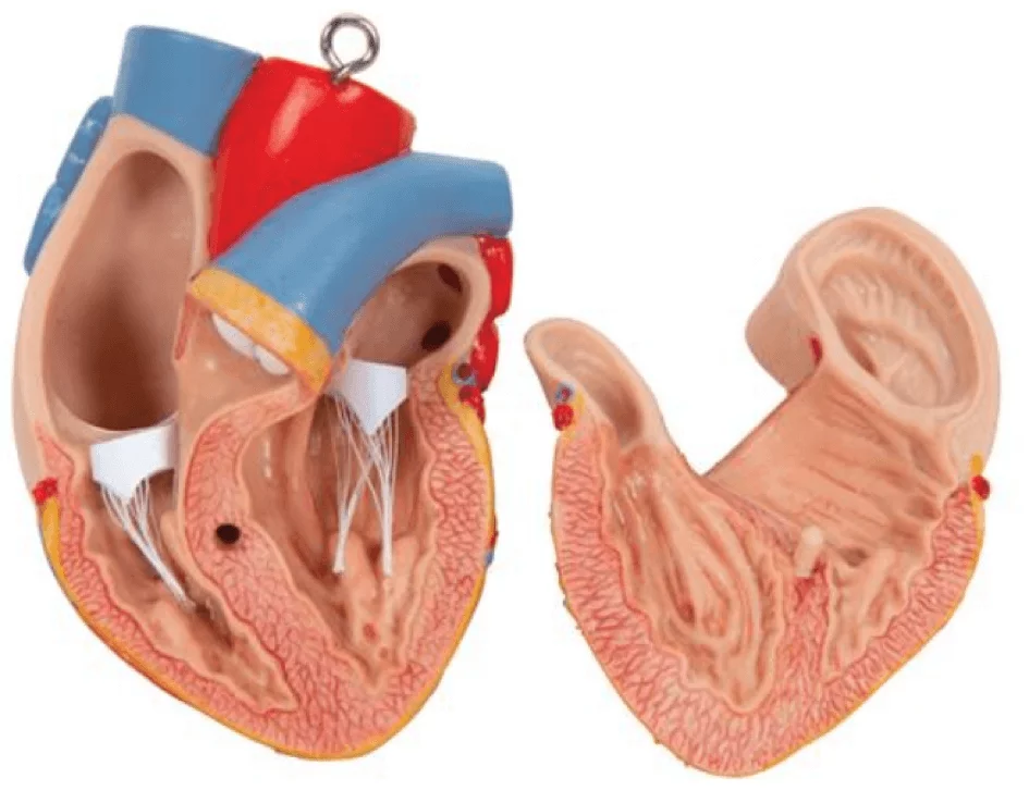 3B Scientific Modell Standard-Torso