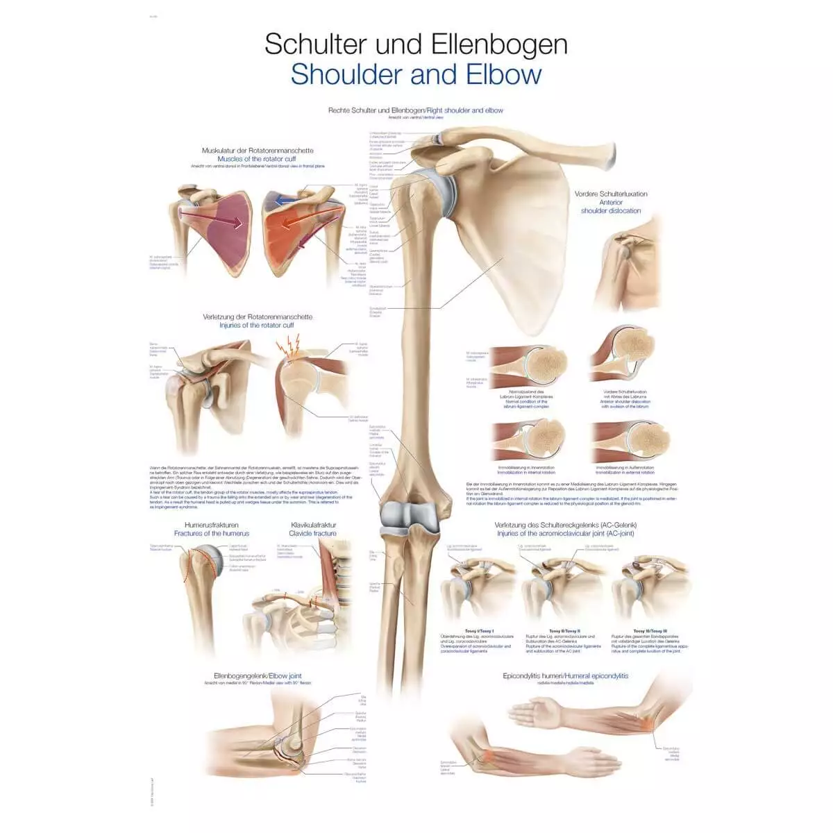 Erler-Zimmer Lehrtafel – Schulter und Ellenbogen