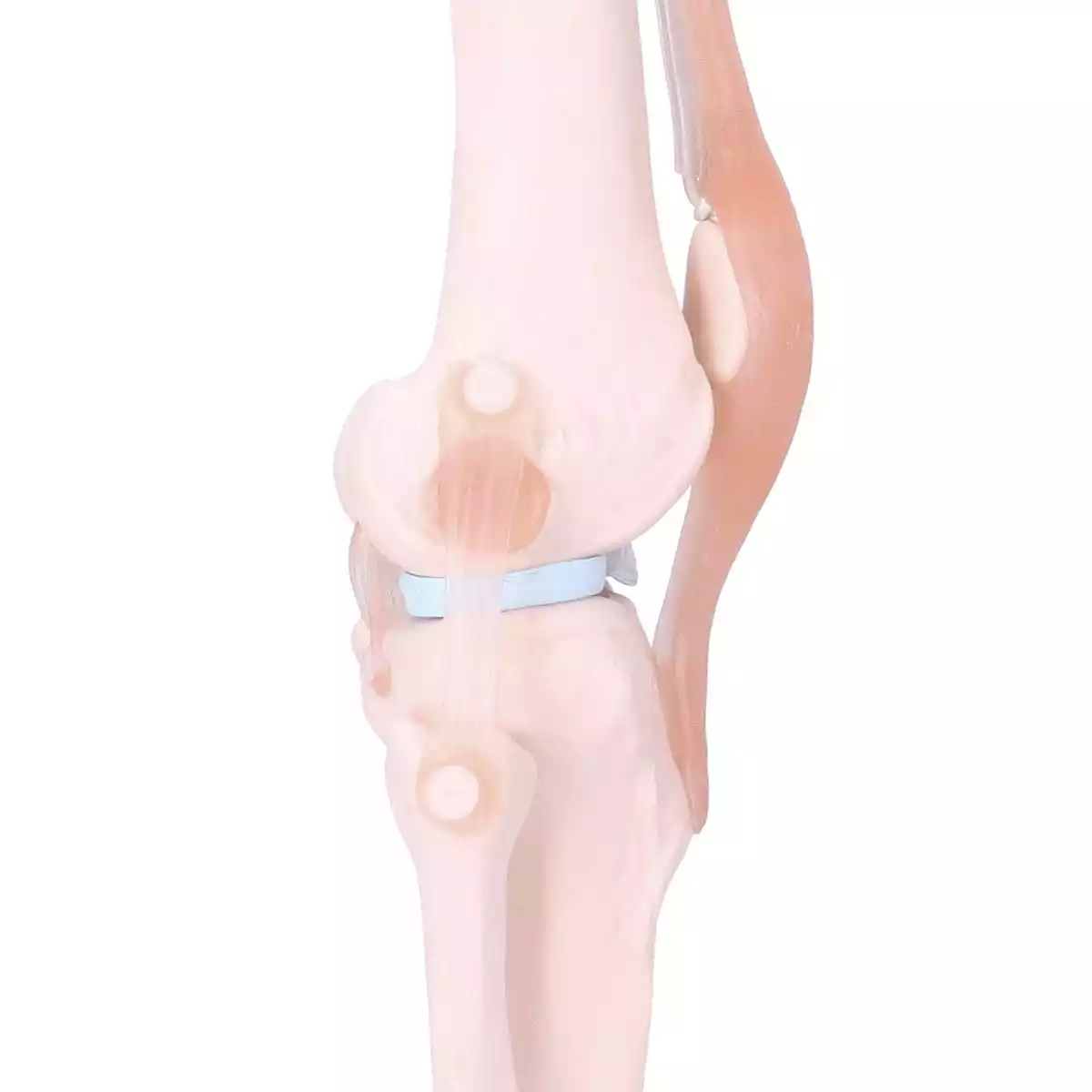 Dr. No Anatomisches Kniegelenk-Modell