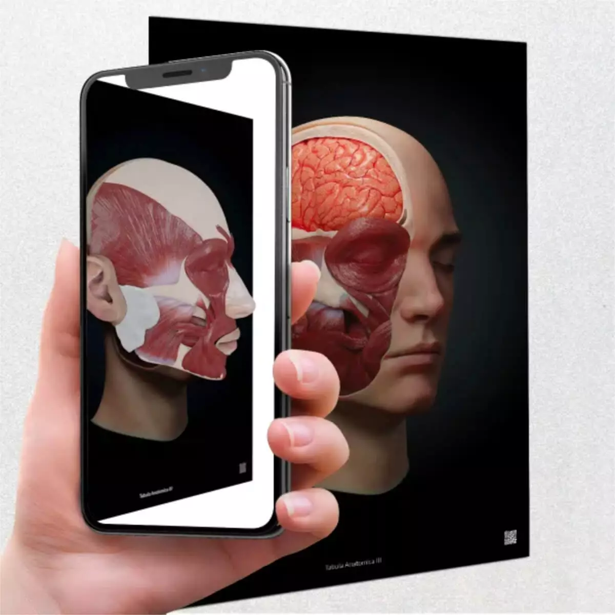 UpSurgeOn AnatomyARt Tabula Anatomica III