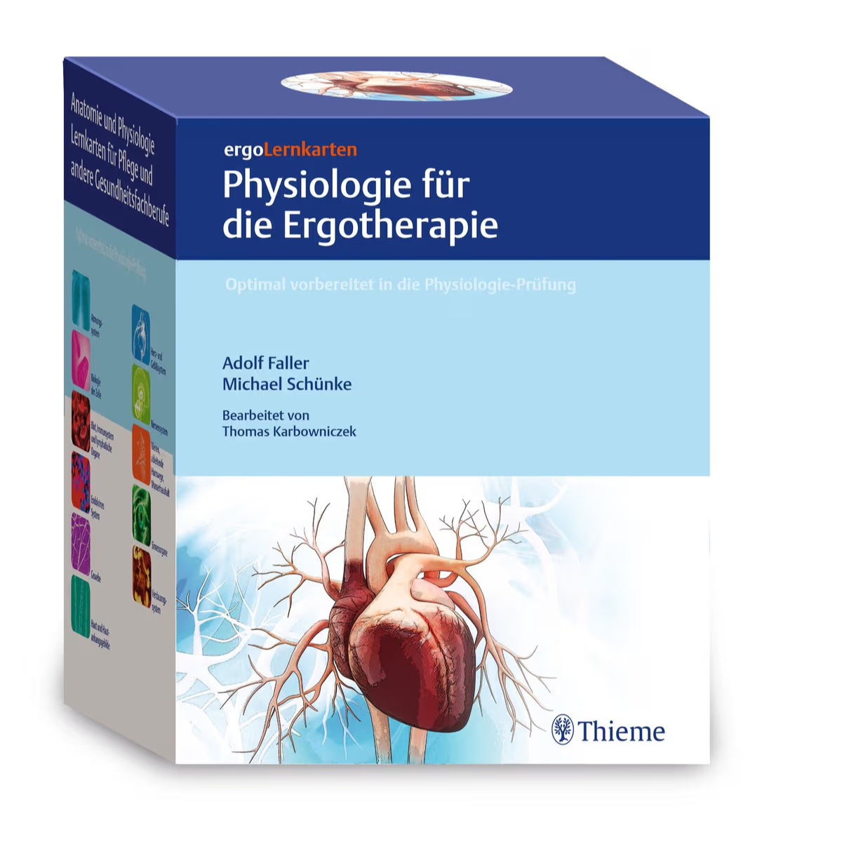 Thieme ergoLernkarten – Physiologie für die Ergotherapie