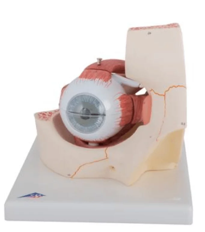 3B Scientific Modell Auge in Augenhöhle