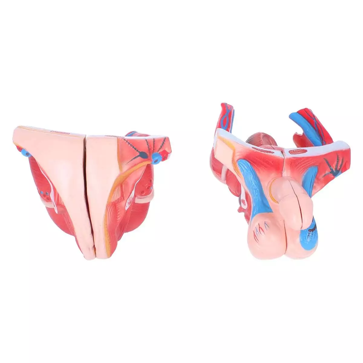 Dr. No Zweigeschlechtlicher Modell-Torso