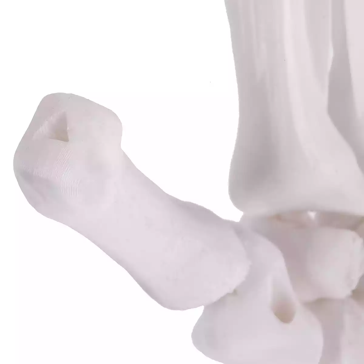 DocCheck Thïngs Anatomisches 3D-Puzzle der Hand "Manus"