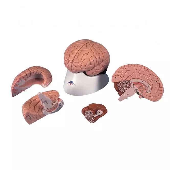 3B Scientific Modell Klassisches Gehirn 4-teilig