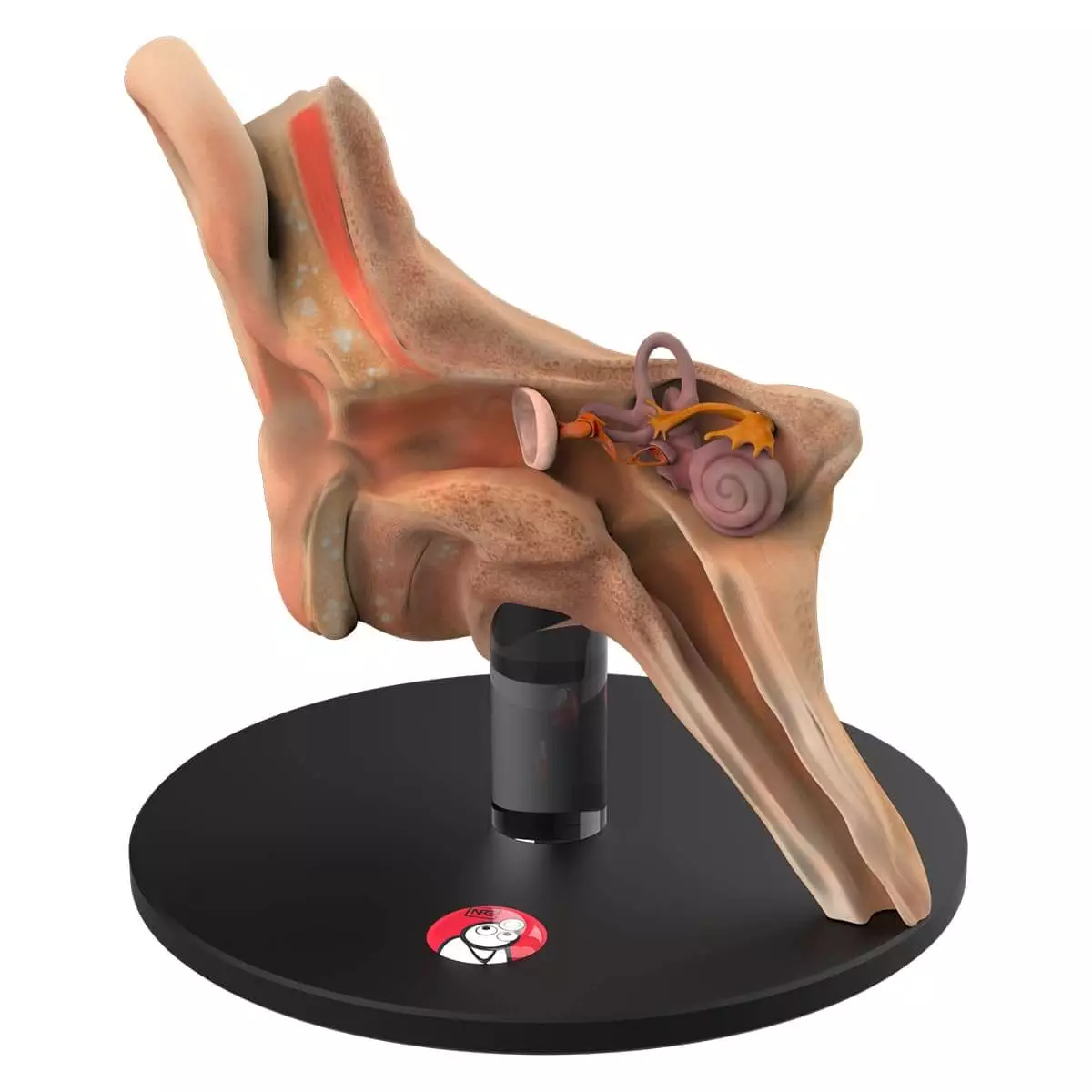 DocCheck Tools Anatomisches Ohr-Modell "Auris"