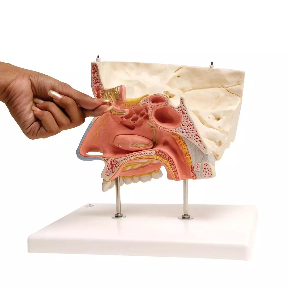 3B Scientific Nasenmodell