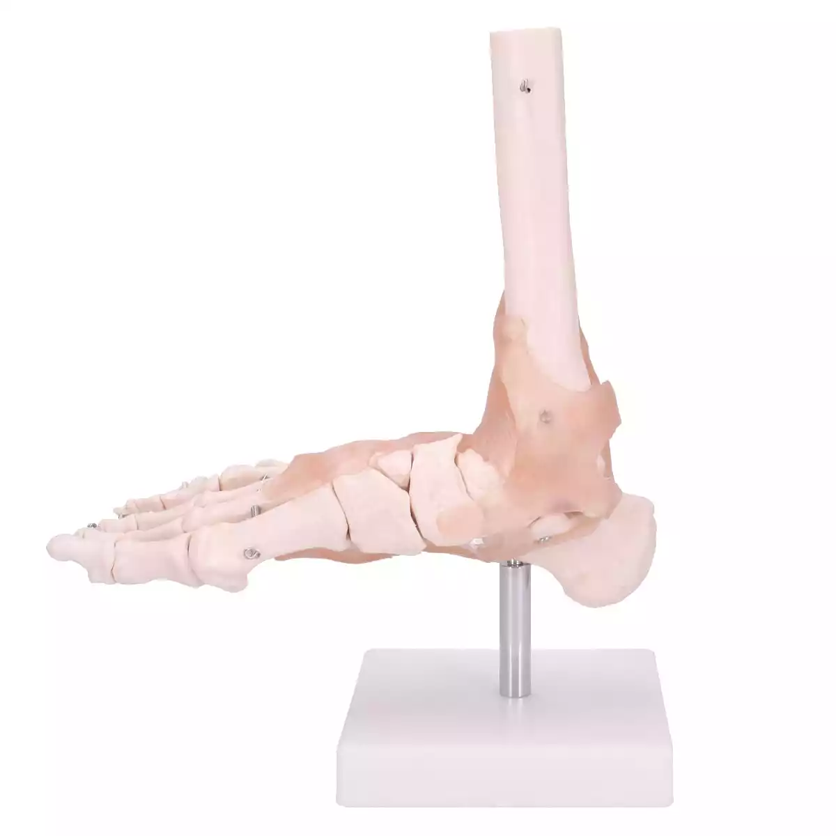 Dr. No Modell Anatomisches Fuß-Skelett