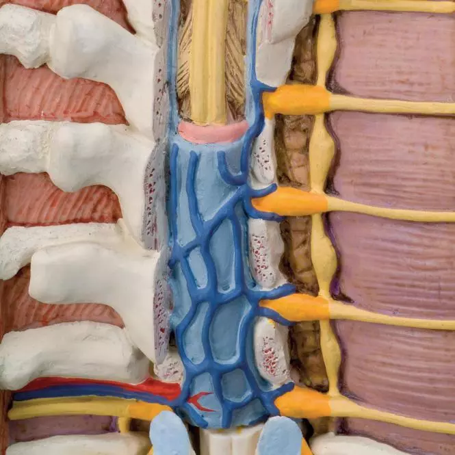 3B Scientific Modell Klassik-Torso mit geöffnetem Rücken