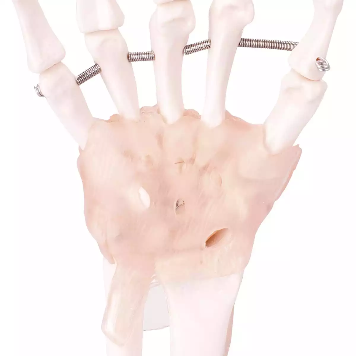 HeineScientific Modell Anatomisches Hand-Skelett