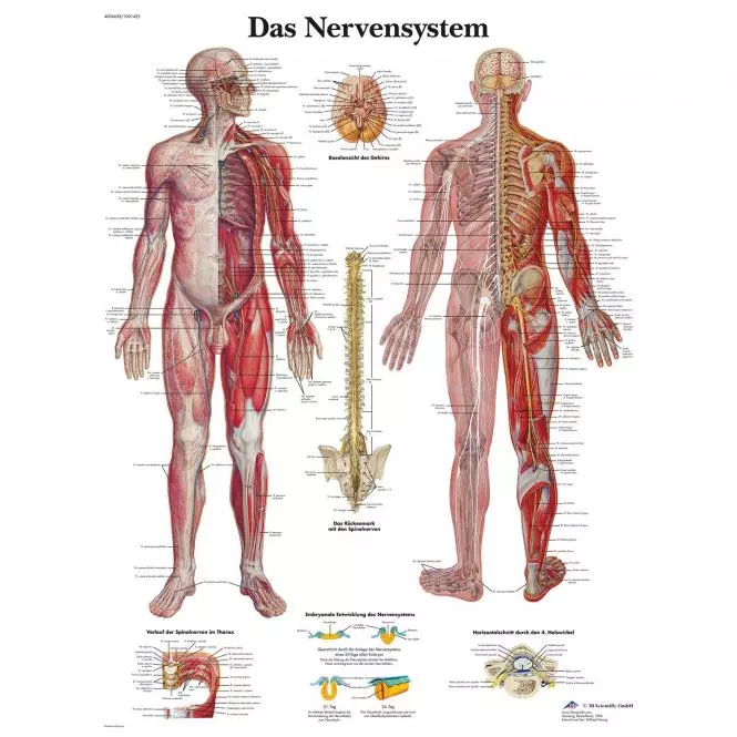 3B Scientific Lehrtafel – Das Nervensystem