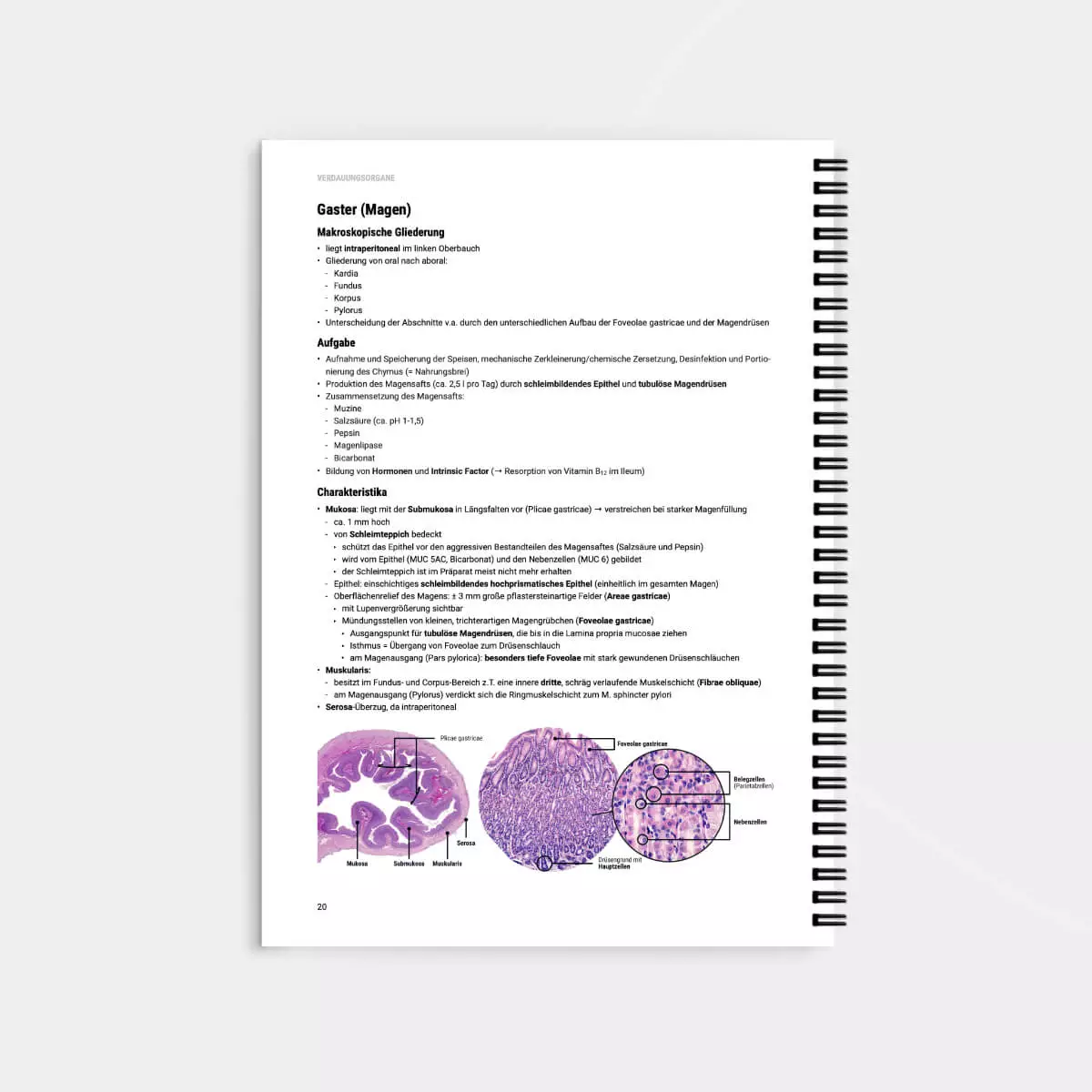 CORETEXT. Histologie Lernskript CORETEXT. Histologie Lernskript