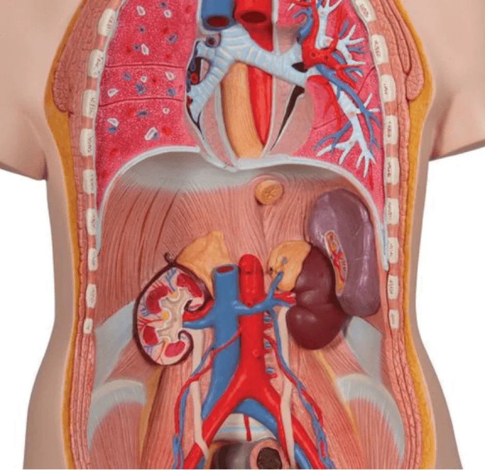3B Scientific Modell Standard-Torso