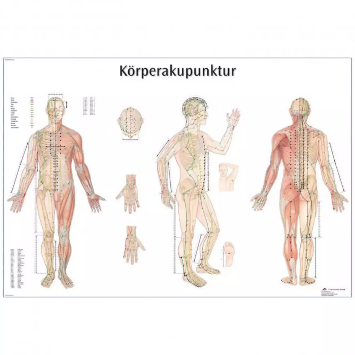 3B Scientific Lehrtafel – Körperakupunktur