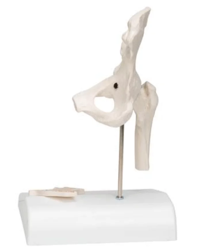 3B Scientific Mini-Modell Hüftgelenk