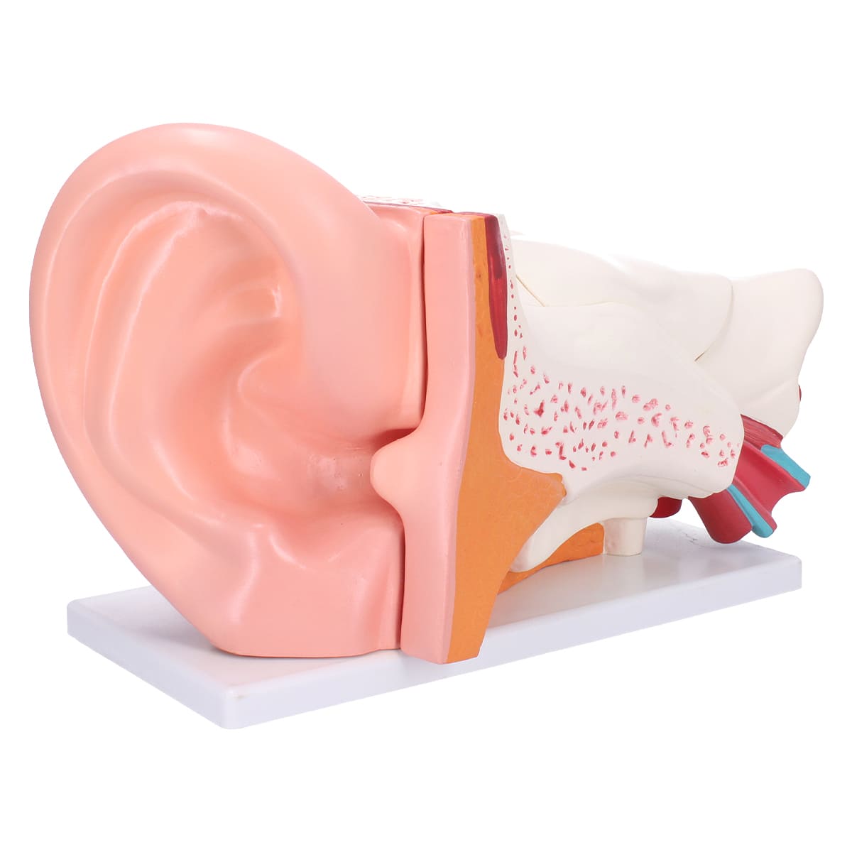 Sonew Ohren Modell – Anatomisches Innenohr-Modell, 5-fache Vergrößerung, Aus PVC, Für Unterricht & Studium
