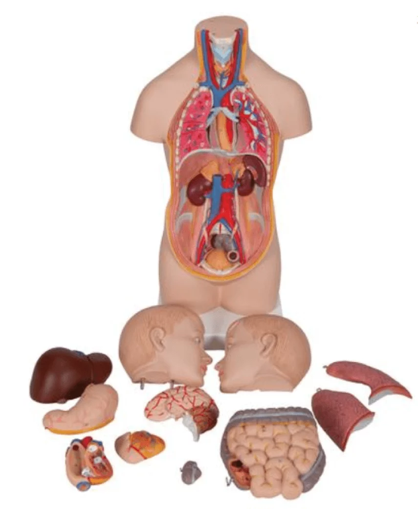 3B Scientific Modell Mini-Torso