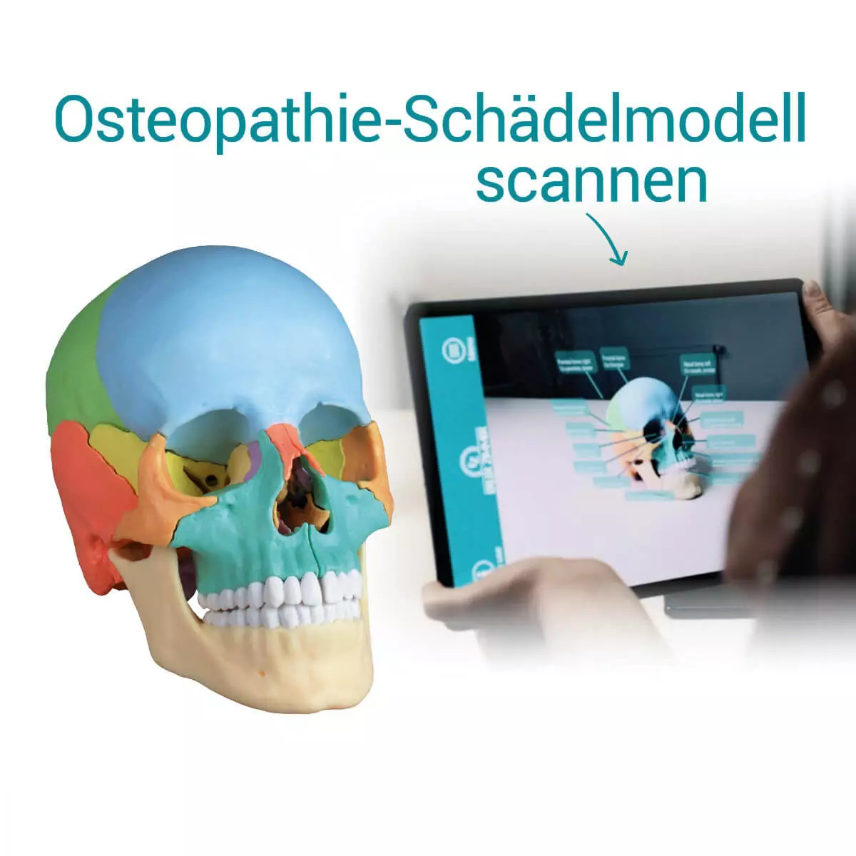 Erler-Zimmer Didaktisches Schädelmodell
