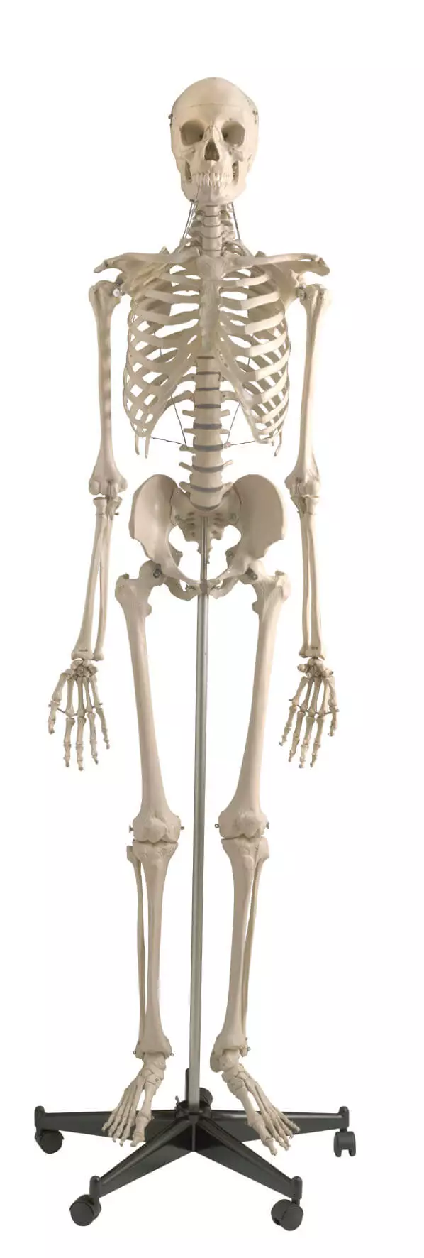 Rüdiger Anatomie Standard Skelett auf Stativ
