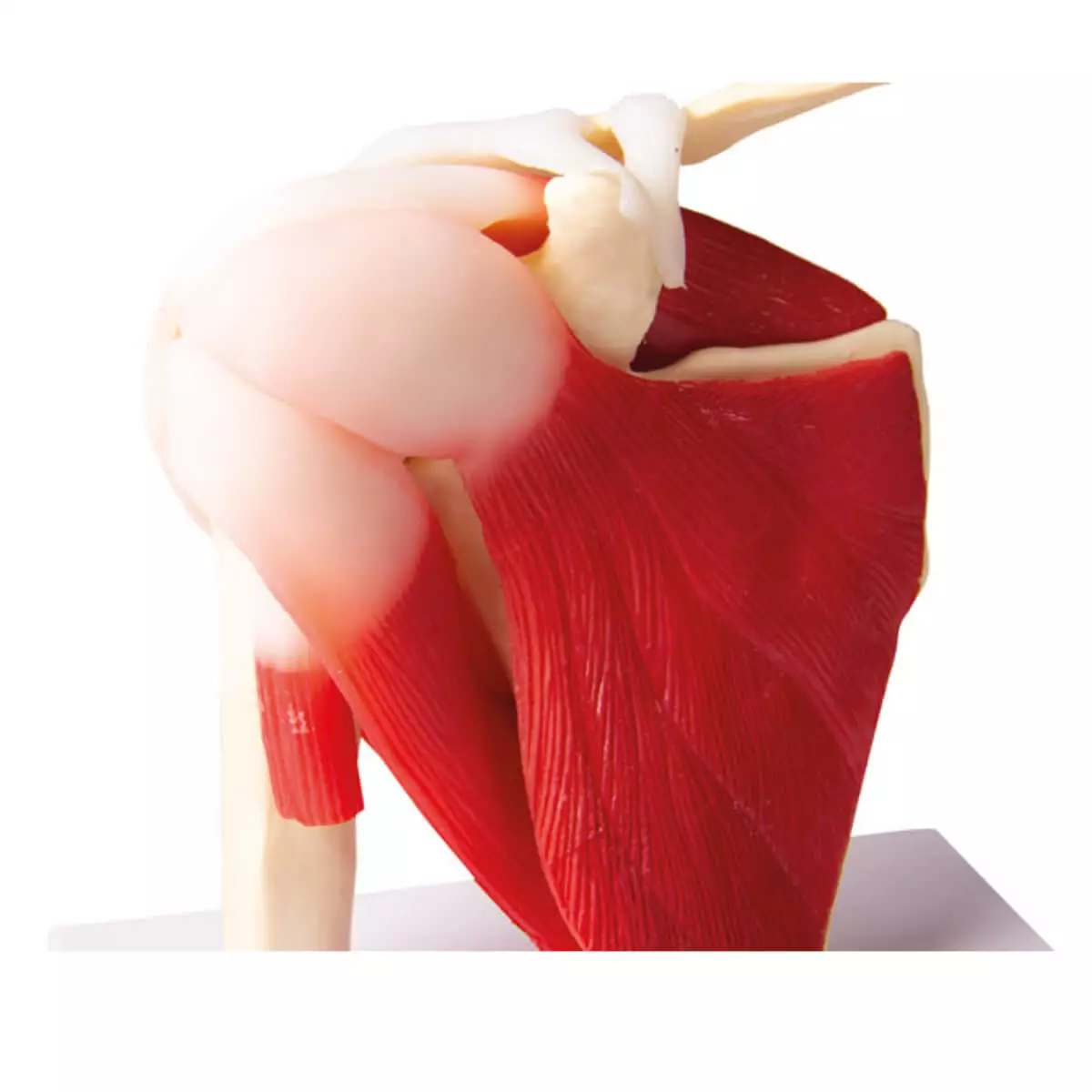 Erler-Zimmer Modell Schultergelenk mit Muskulatur für EZ Augmented Anatomy Lern App