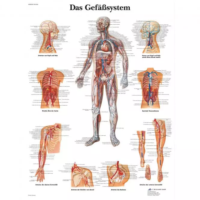 3B Scientific Lehrtafel – Das Gefäßsystem