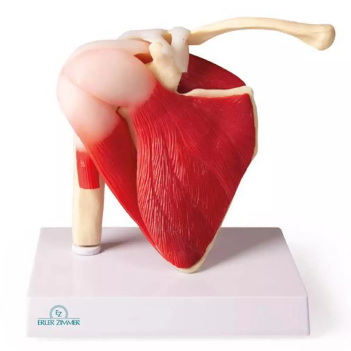 Erler-Zimmer Modell Schultergelenk mit Muskulatur für EZ Augmented Anatomy Lern App