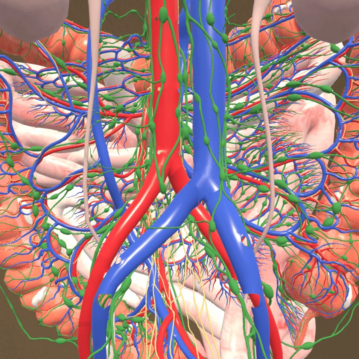 DocCheck Thïngs Mixed-Reality Anatomie-App "Corpus" für Meta Quest 3/3S DocCheck Thïngs Mixed-Reality Anatomie-App "Corpus" für Meta Quest 3/3S