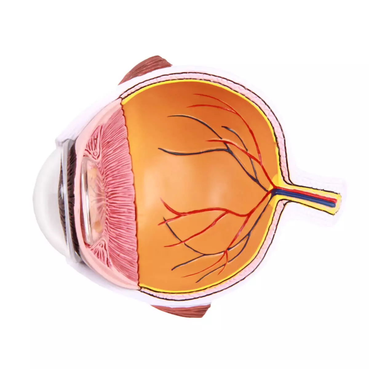 Erler-Zimmer Augenhälfte vergrößert - EZ Augmented Anatomy
