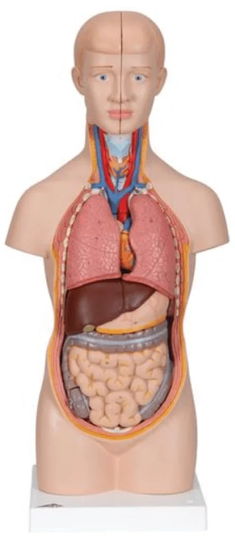 3B Scientific Modell Mini-Torso