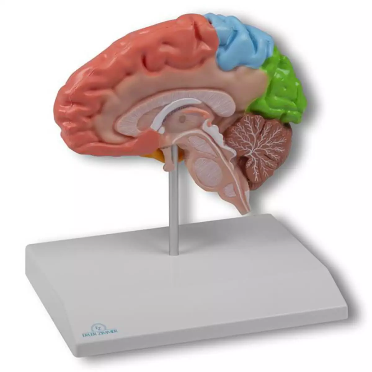Erler-Zimmer Modell Gehirnhälfte regional für EZ Augmented Anatomy Lern App