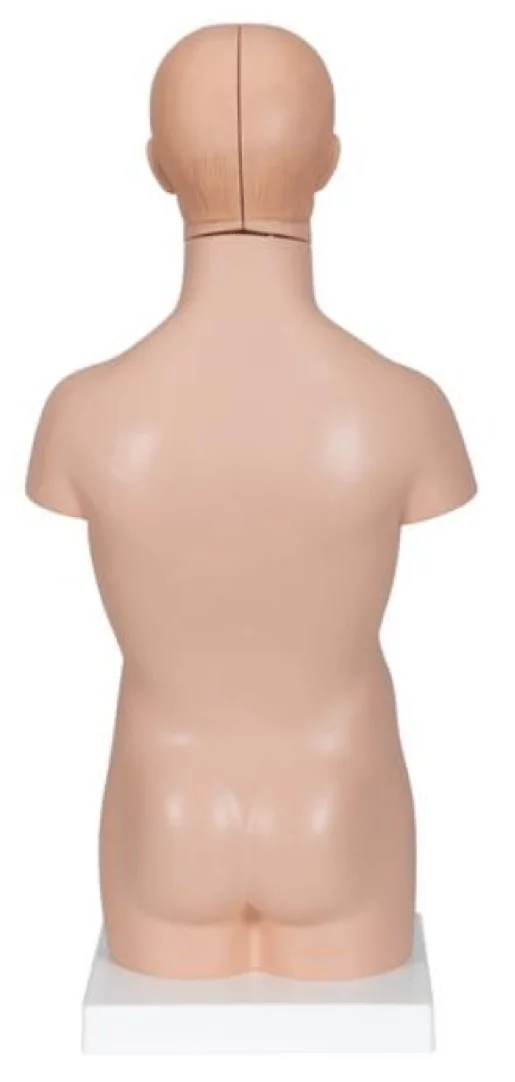 3B Scientific Modell Mini-Torso