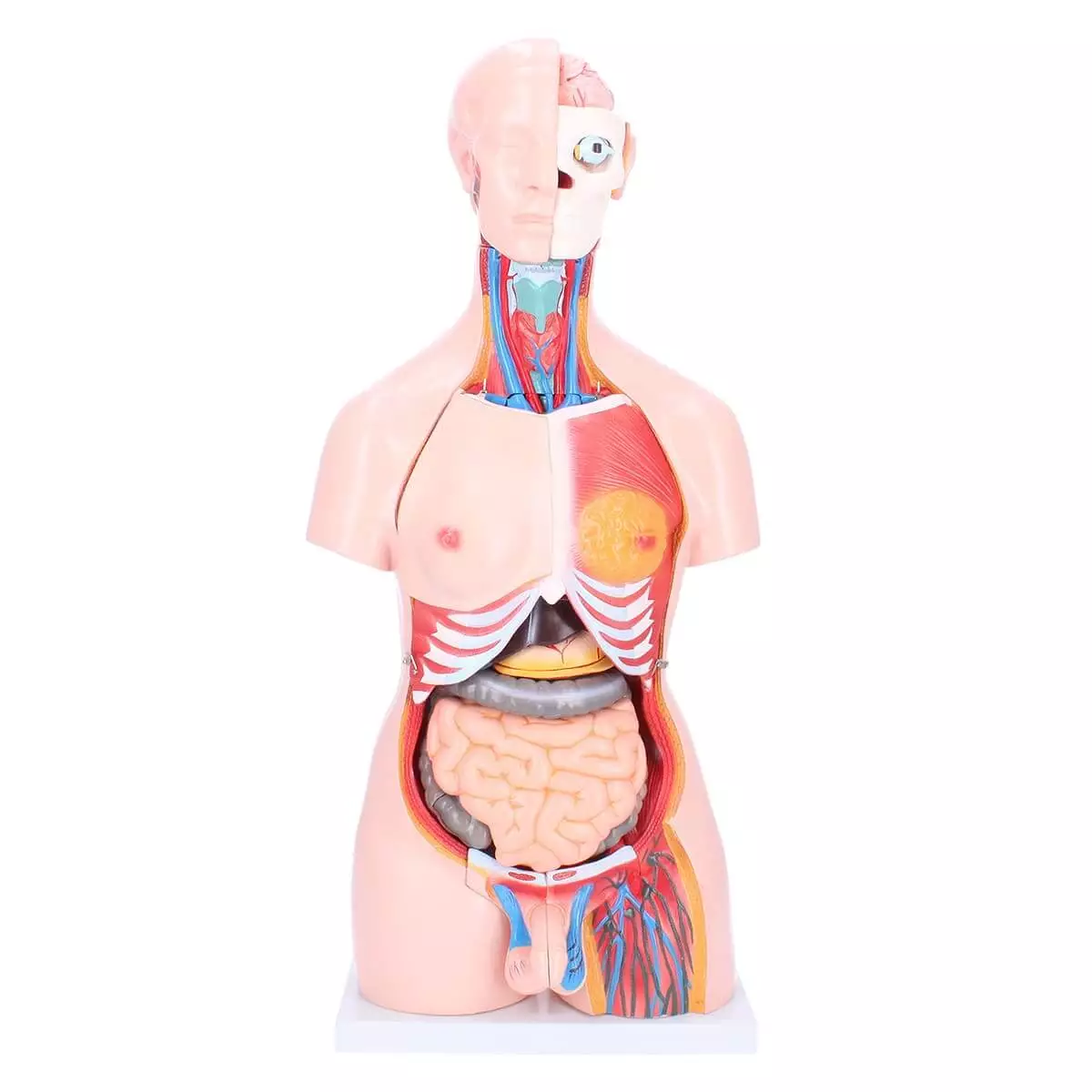 Dr. No Zweigeschlechtlicher Modell-Torso